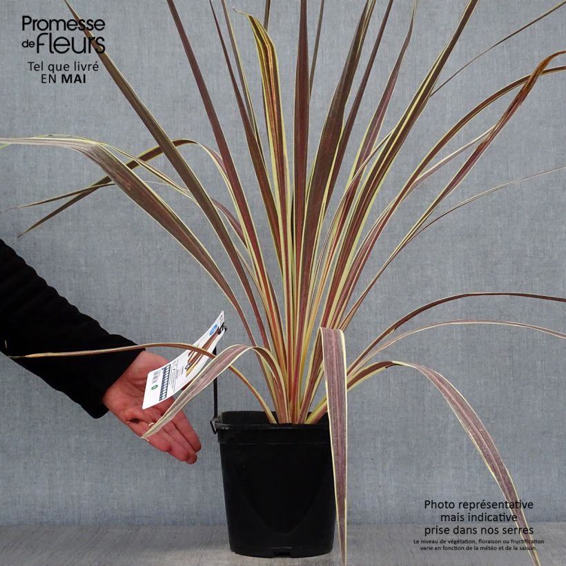 Example of Cordyline banksii Electric Flash - Cordyline Pot de 3L/4L as you get in printemps