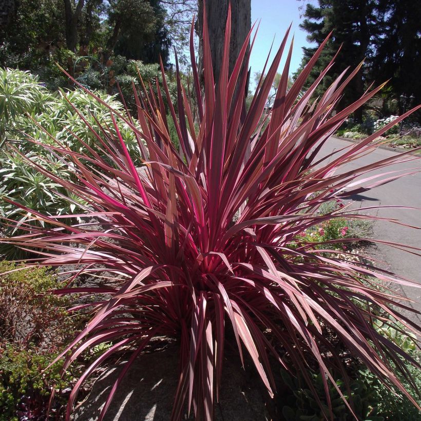 Cordyline banksii Electric Pink (Port)