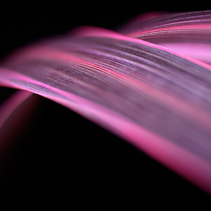 Cordyline banksii Electric Pink (Feuillage)