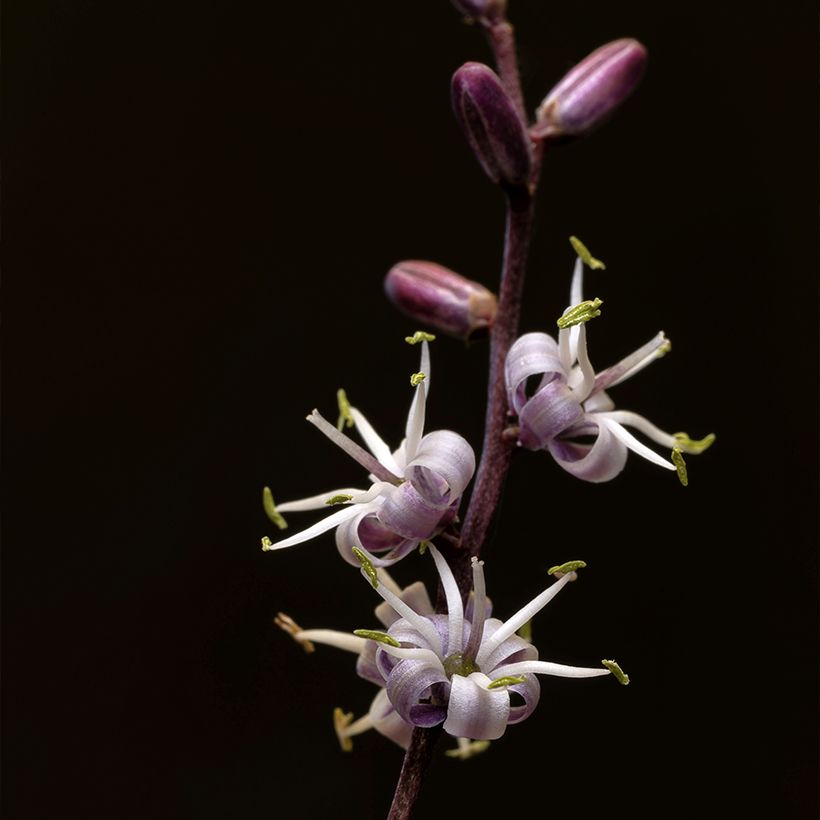 Cordyline banksii Electric Pink (Floraison)