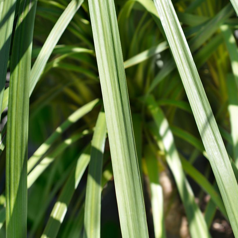 Cordyline indivisa (Foliage)