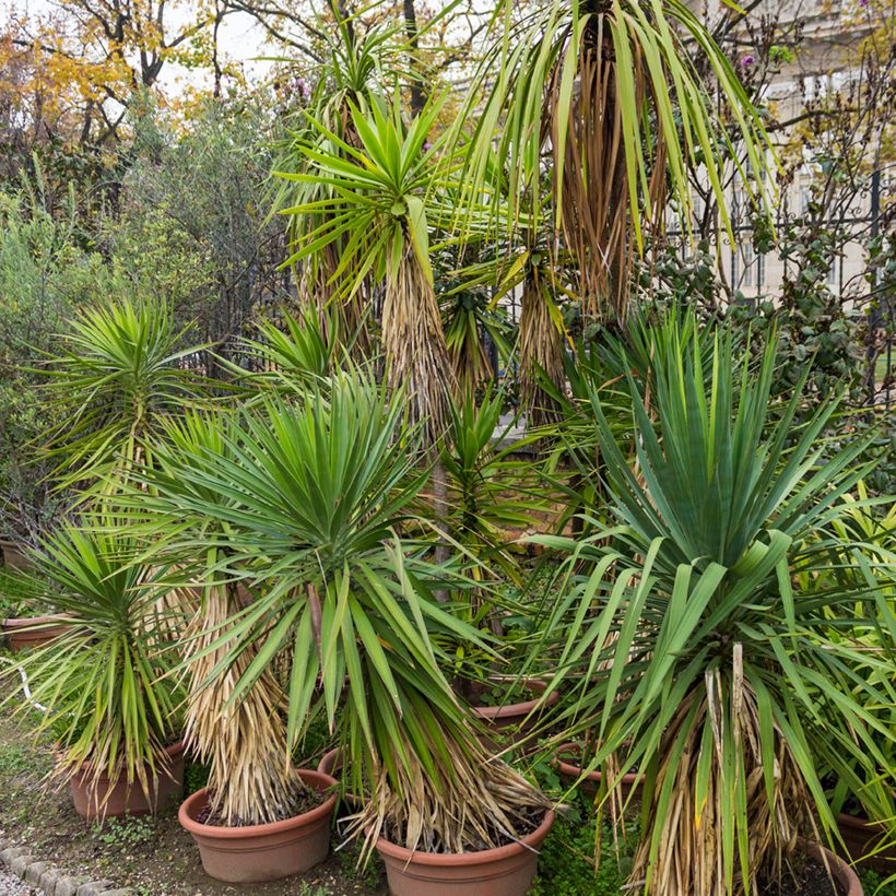 Cordyline indivisa (Plant habit)