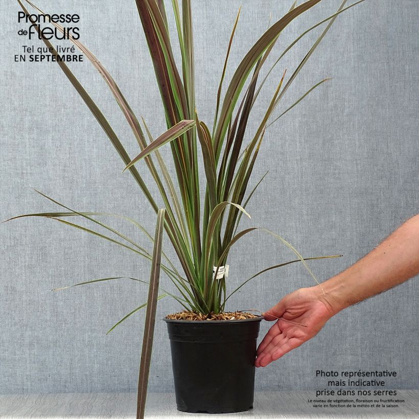 Spécimen de Cordyline x banksii Electric Star Pot de 3L/4L tel que livré en automne