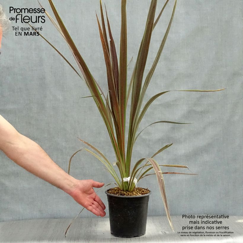 Example of Cordyline x banksii Electric Star Pot de 3L/4L as you get in printemps