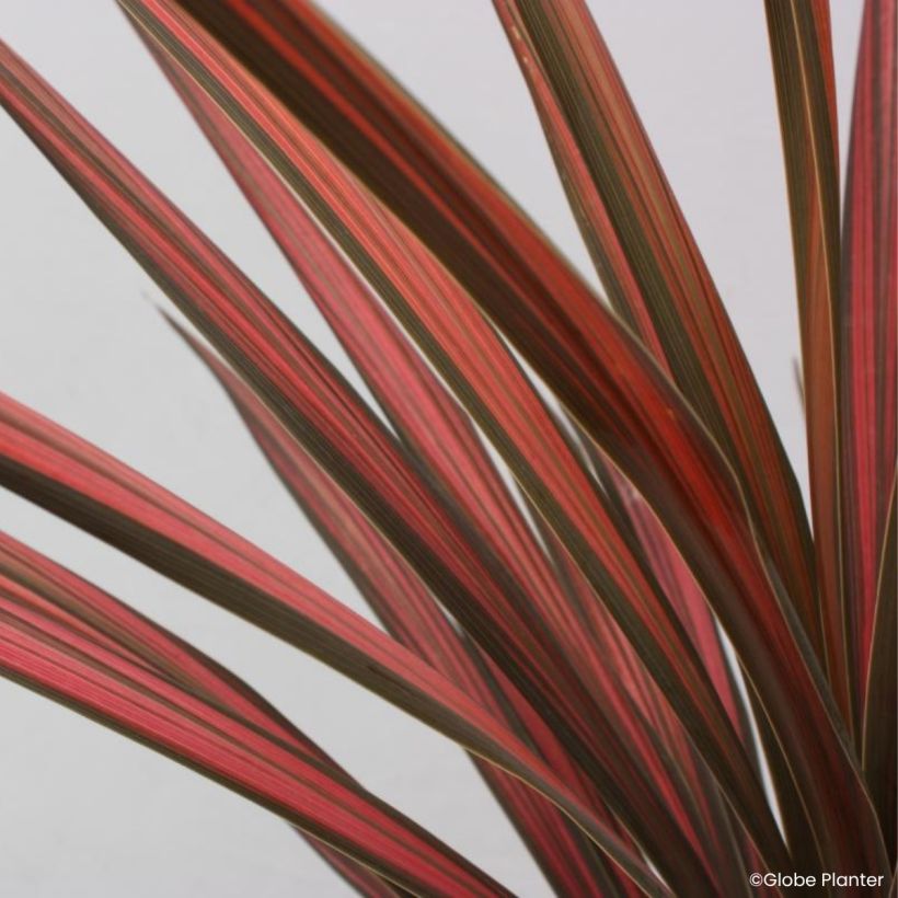 Cordyline australis Coral (Feuillage)