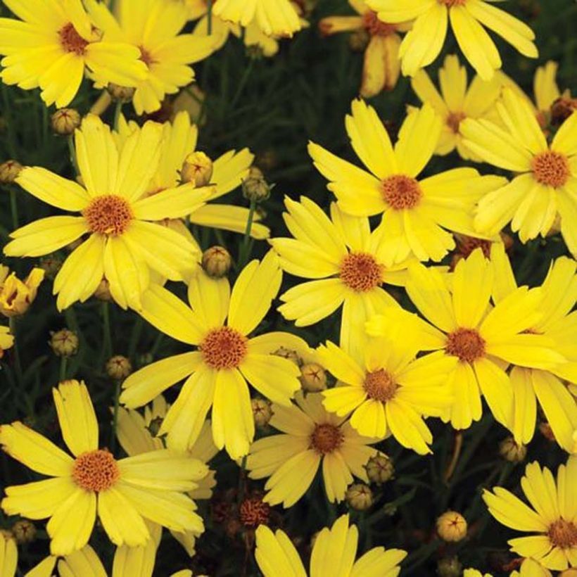 Coreopsis Citrine (Floraison)