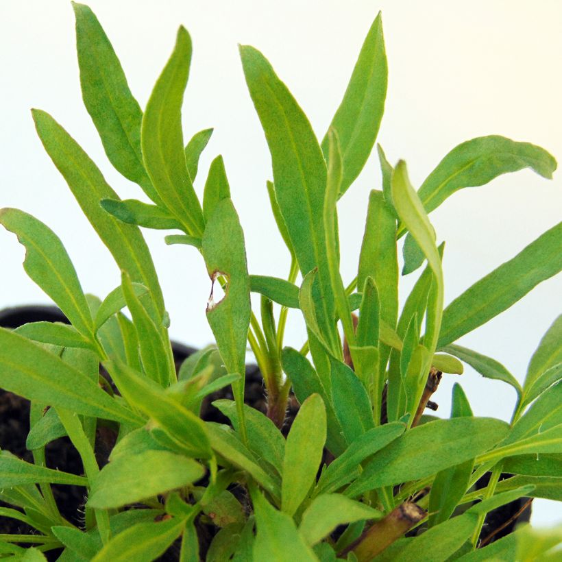 Coreopsis Cosmic Eye (Feuillage)