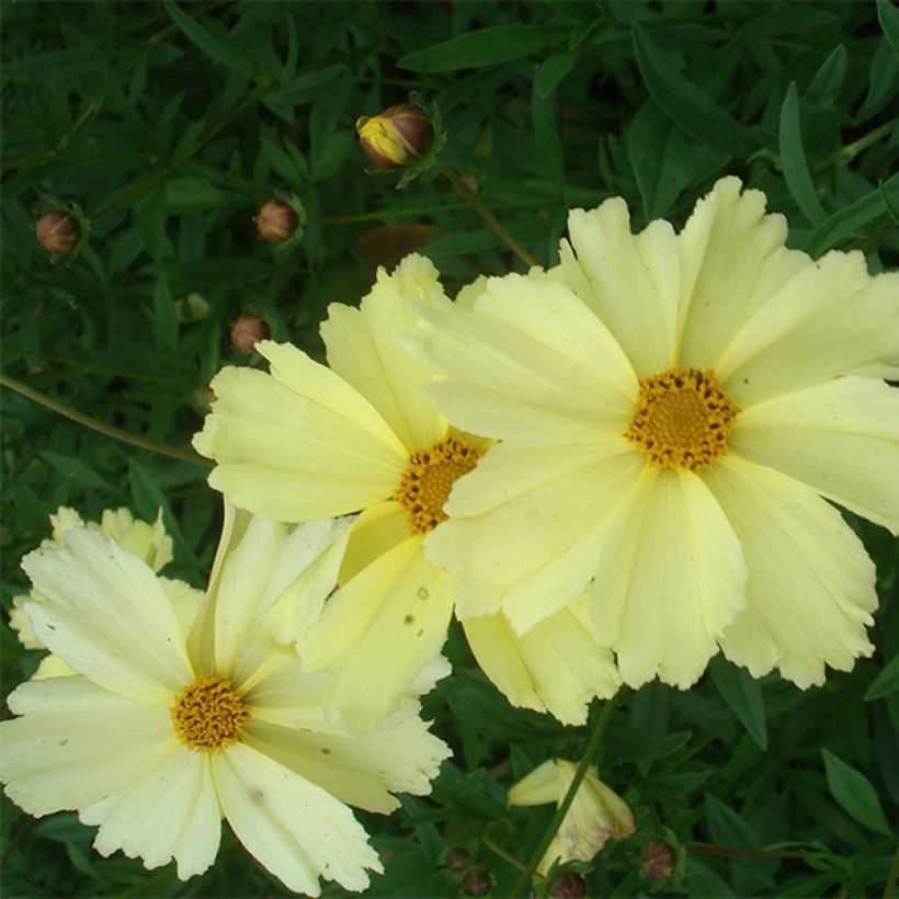 Coreopsis Full Moon Madness (Floraison)