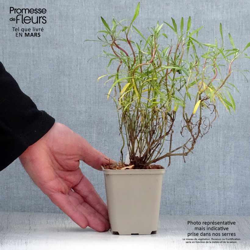 Example of Coreopsis Limerock Ruby - Coreopsis rose Godet de 8/9 cm as you get in printemps