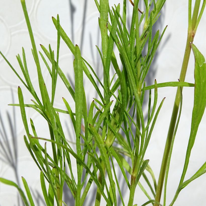 Coreopsis Red Satin (Foliage)
