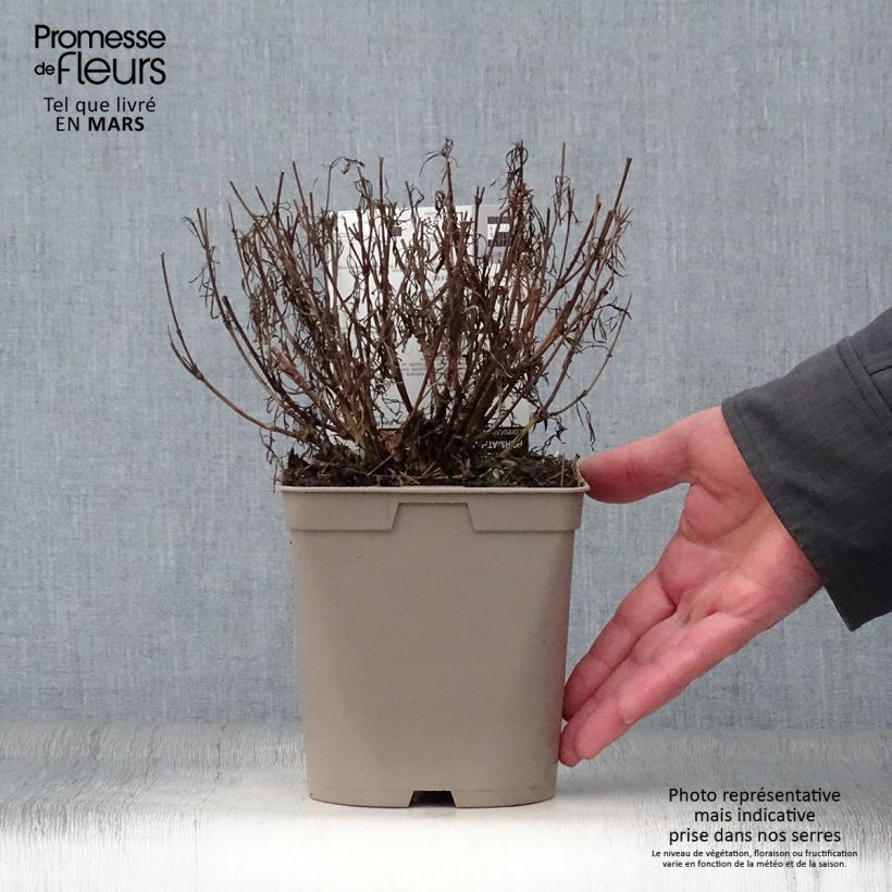 Example of Coreopsis Red Satin Pot de 2L/3L as you get in printemps