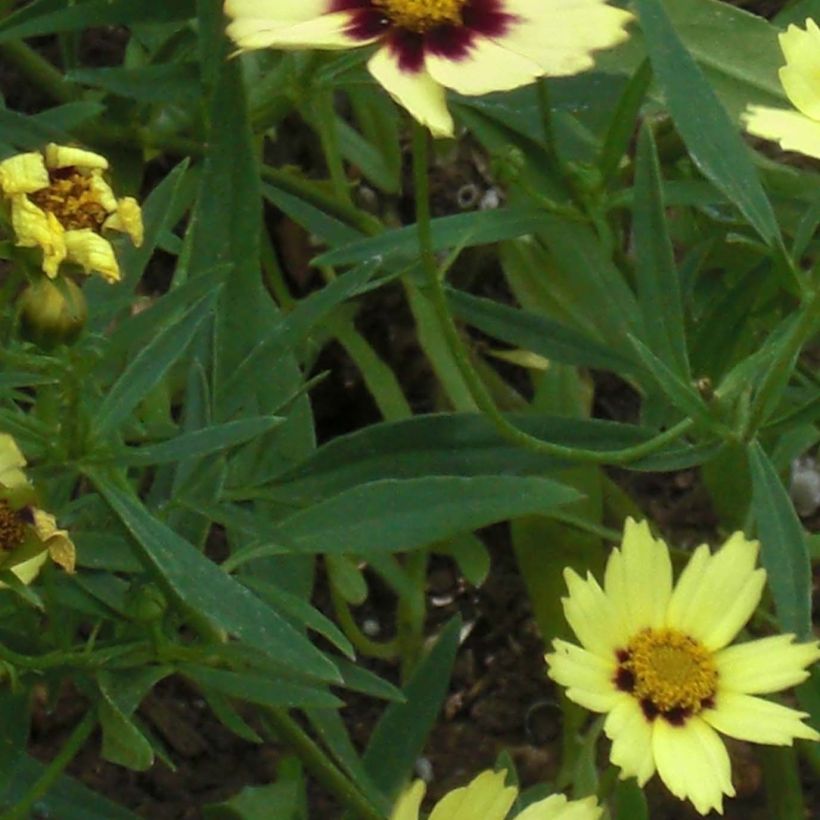 Coreopsis Redshift (Foliage)