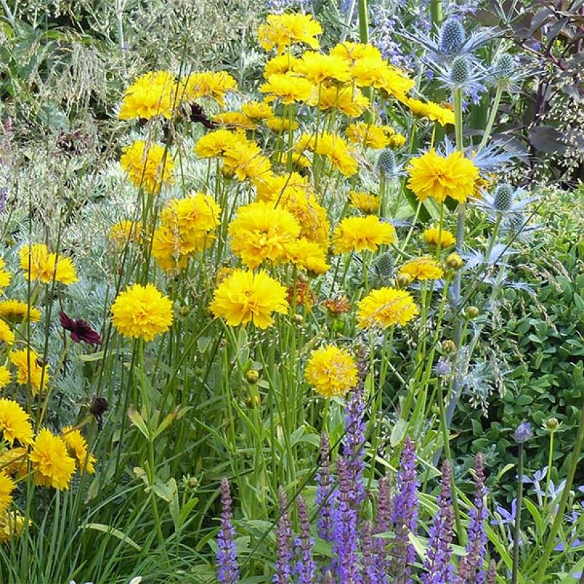 Coreopsis alpinus Early Sunrise (Port)