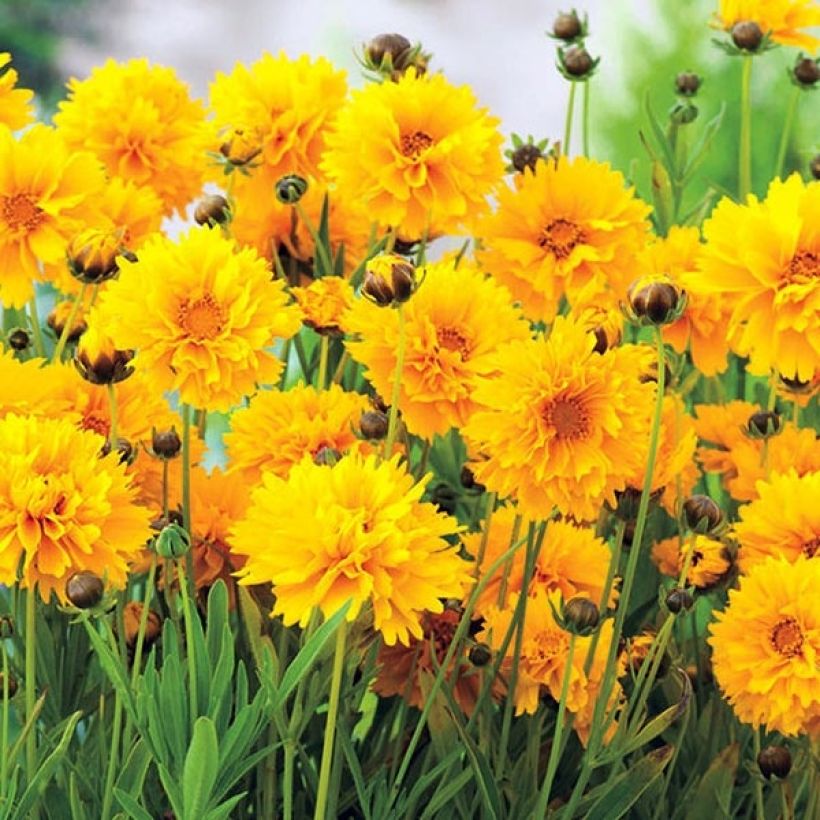 Coreopsis à grandes fleurs Badengold - Coreopsis grandiflora Badengold (Flowering)