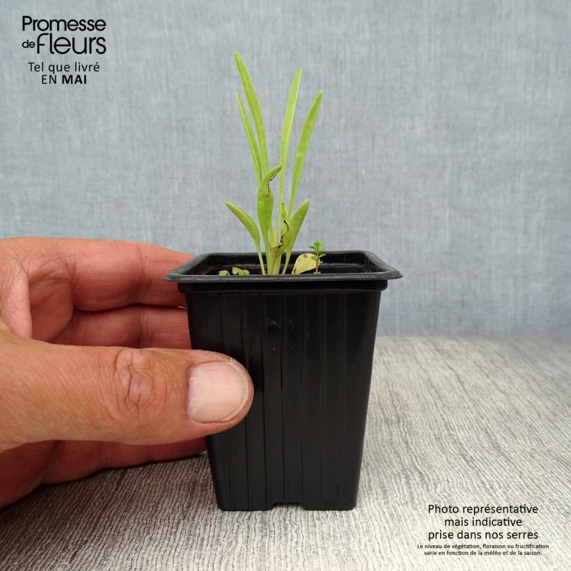 Example of Coreopsis grandiflora Louis d'Or - Coréopsis à grandes fleurs doubles Godet de 7/8 cm as you get in printemps