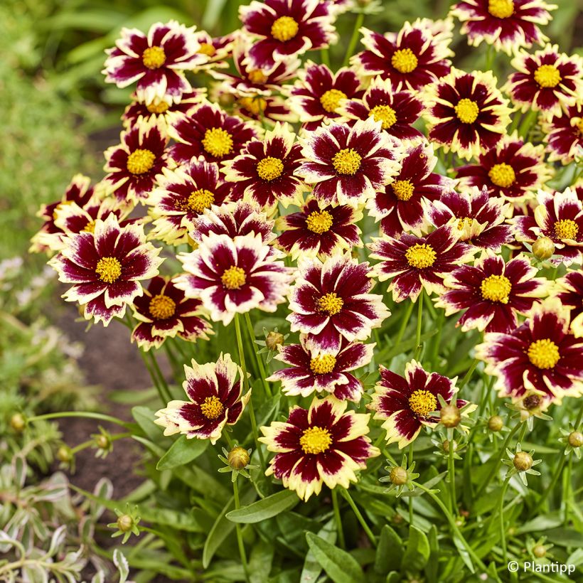 Coreopsis grandiflora Solar Fancy (Floraison)