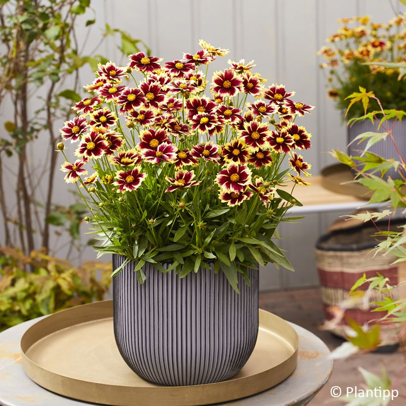 Coreopsis grandiflora Solar Fancy (Port)