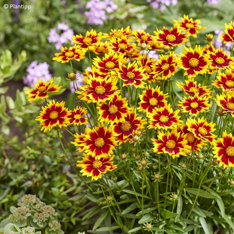 Coreopsis grandiflora Solar Jewel (Floraison)