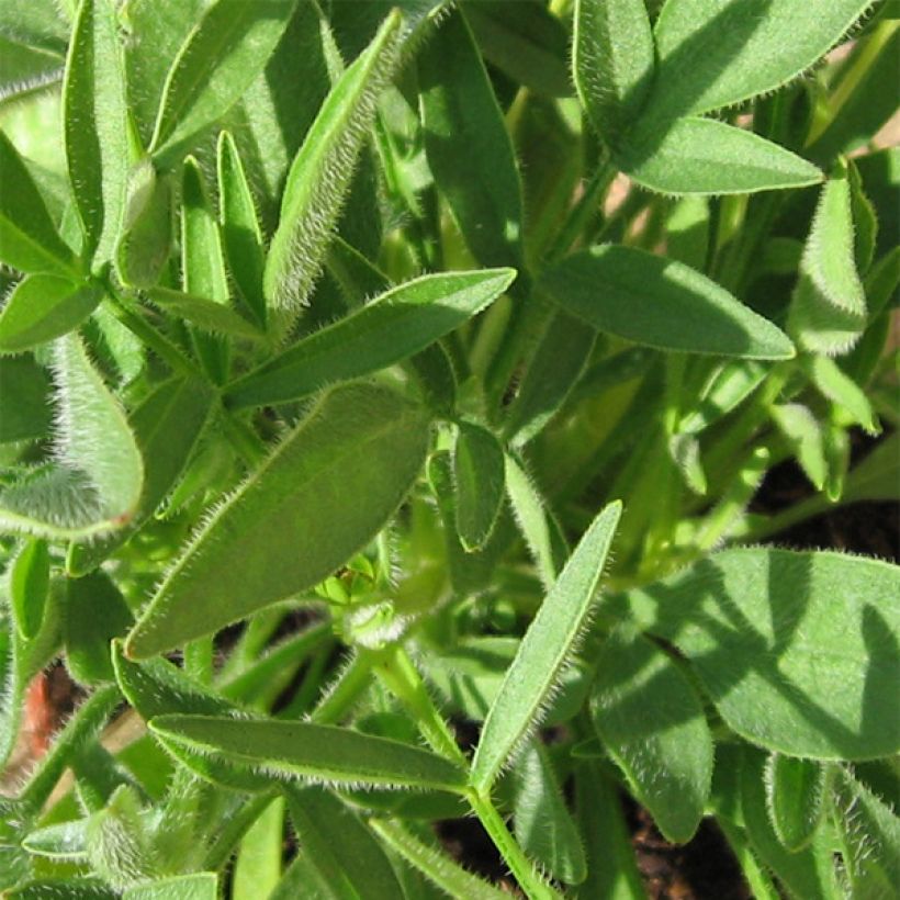 Coreopsis grandiflora Sonnenkind (Foliage)