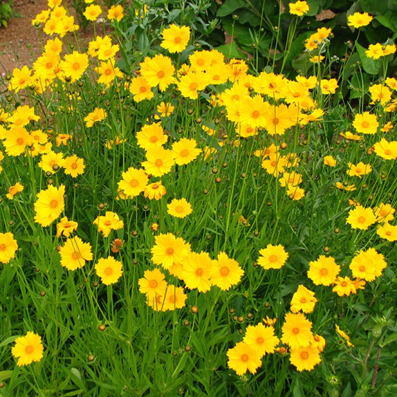 Coreopsis grandiflora Sonnenkind (Flowering)