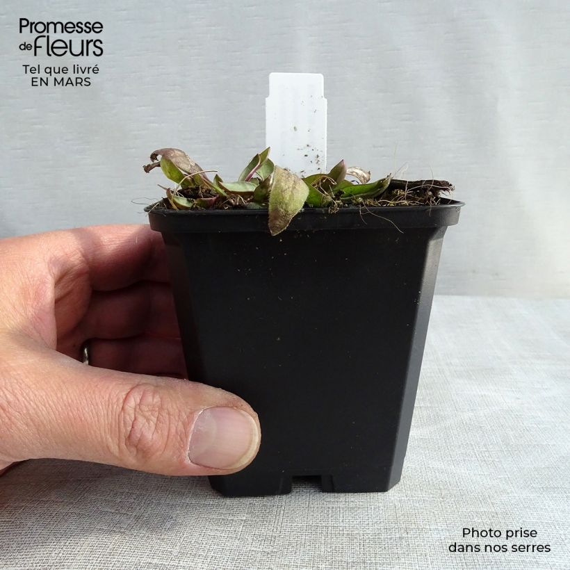 Example of Coreopsis grandiflora Sonnenkind Godet de 8/9 cm as you get in printemps