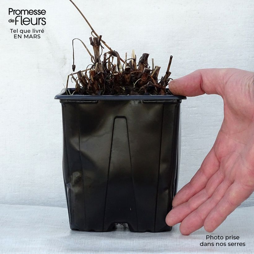 Example of Coreopsis grandiflora Sonnenkind Pot de 2L/3L as you get in printemps