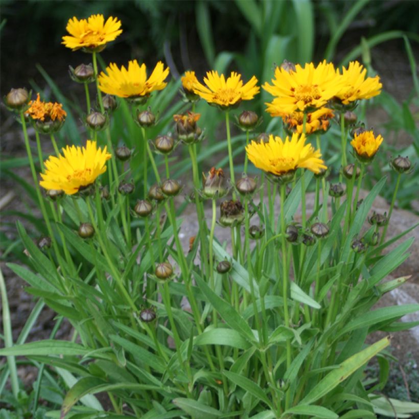 Coreopsis grandiflora Sunray - Coréopsis à grandes fleurs (Plant habit)