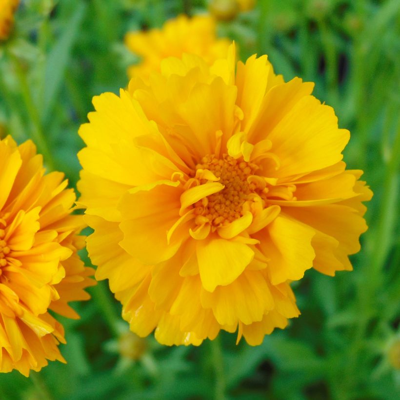 Coreopsis grandiflora Sunray - Coréopsis à grandes fleurs (Flowering)