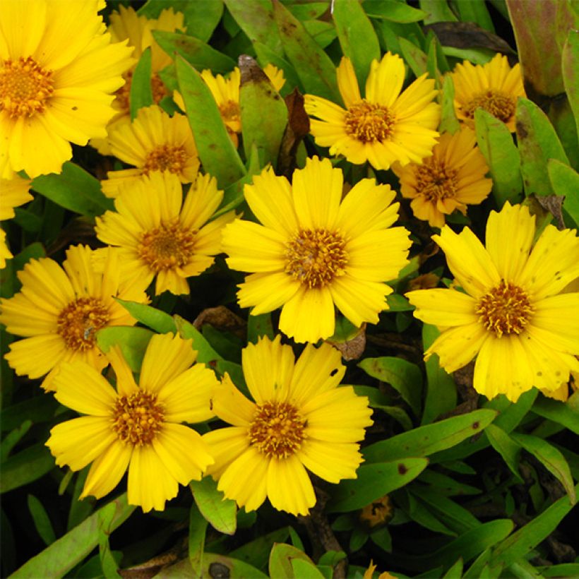Coreopsis lanceolata Goldfink - Coréopsis à feuilles lancéolées (Floraison)