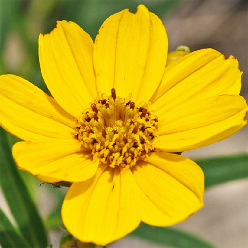 Coreopsis palmata (Floraison)