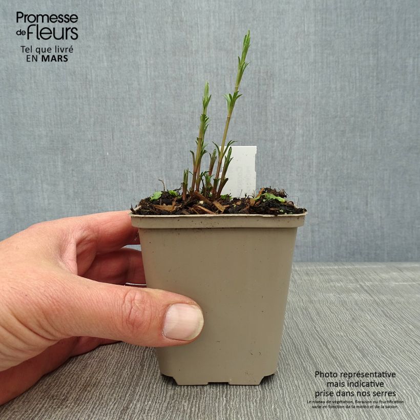 Spécimen de Coreopsis palmata Godet de 8/9 cm tel que livré au printemps