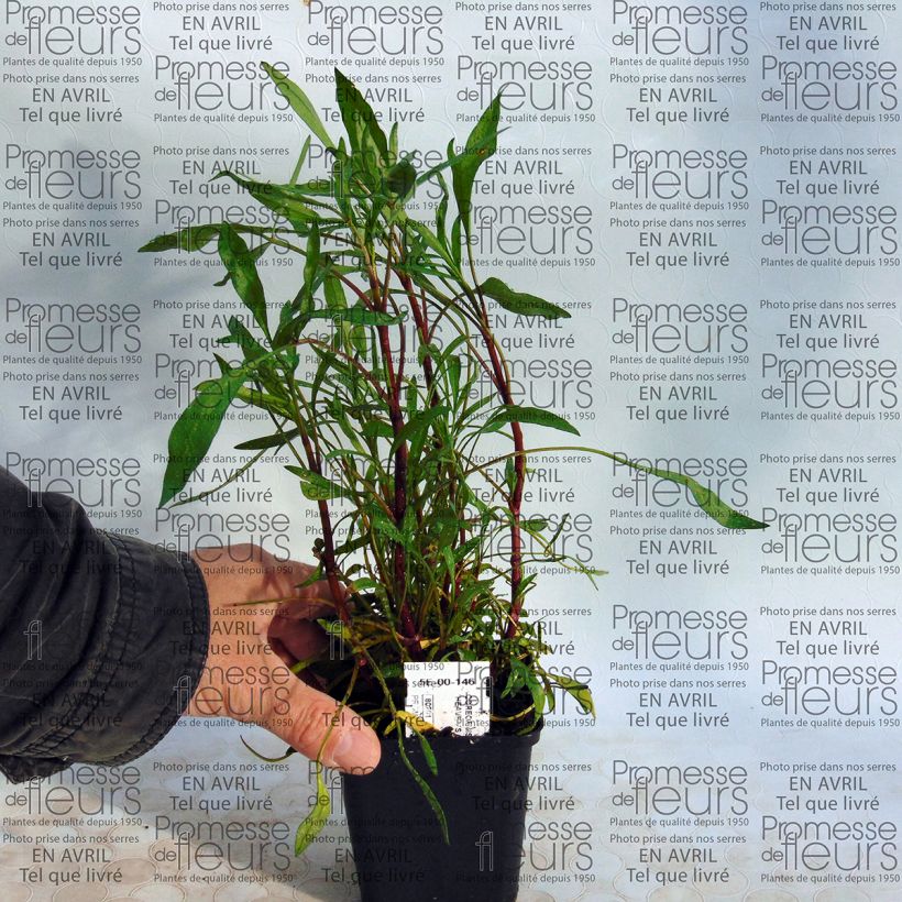 Exemple de spécimen de Coreopsis rosea Heaven's Gate Godet de 8/9 cm tel que livré