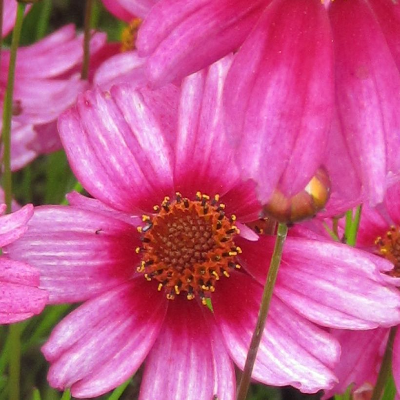 Coreopsis rosea Heaven's Gate (Floraison)