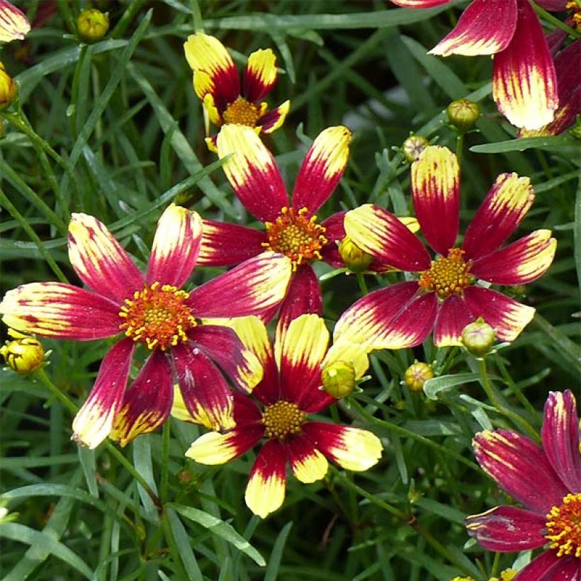 Coreopsis verticillata Bengal Tiger - Coréopsis verticillé (Floraison)