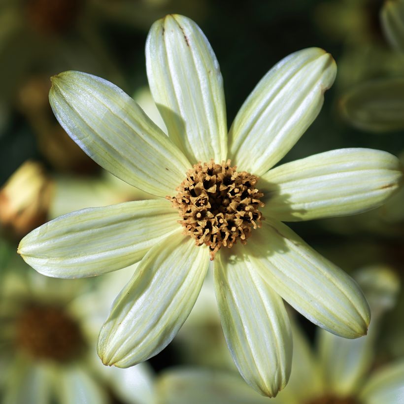 Coreopsis verticillata Moonbeam (Clair de Lune) - Coréopsis verticillé (Flowering)