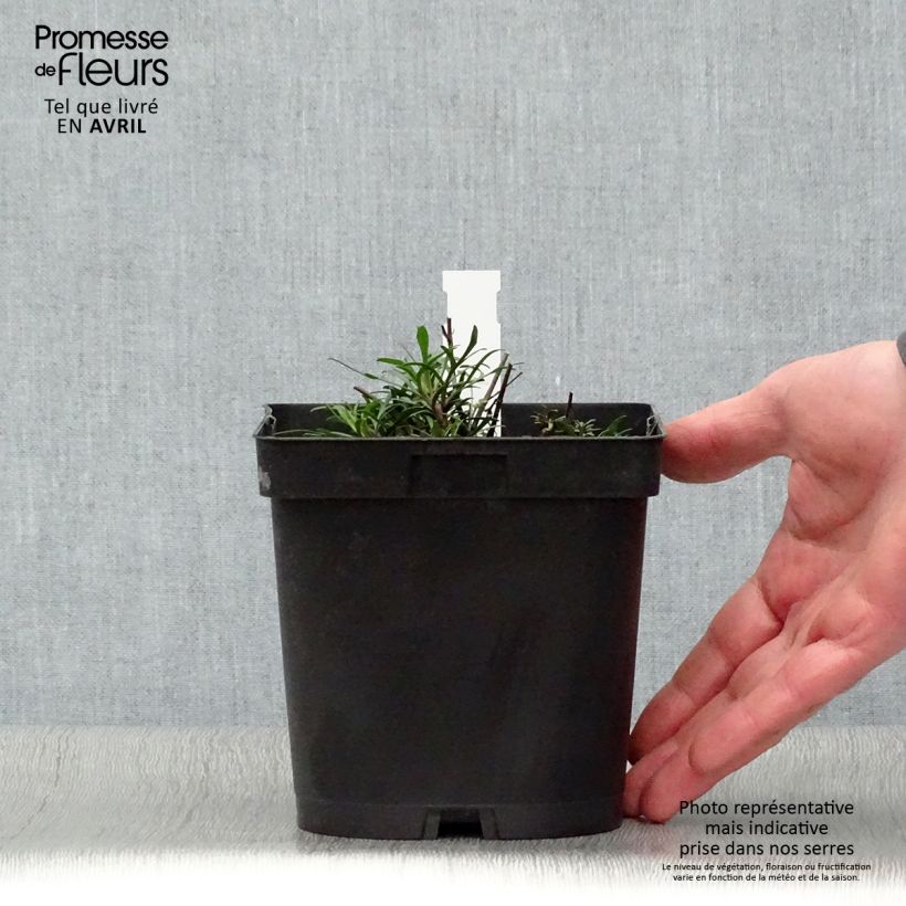 Example of Coreopsis verticillata Moonbeam (Clair de Lune) - Coréopsis verticillé Pot de 2L/3L as you get in printemps