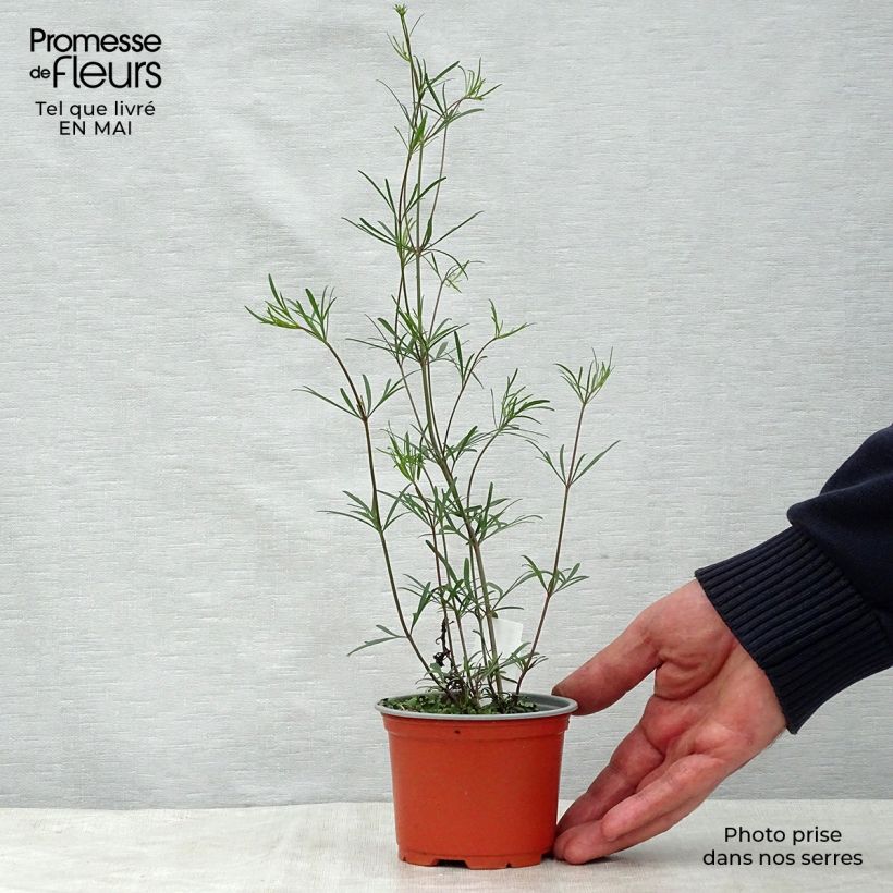 Example of Coreopsis verticillata Moonbeam (Clair de Lune) - Coréopsis verticillé Godet de 7/8 cm as you get in printemps