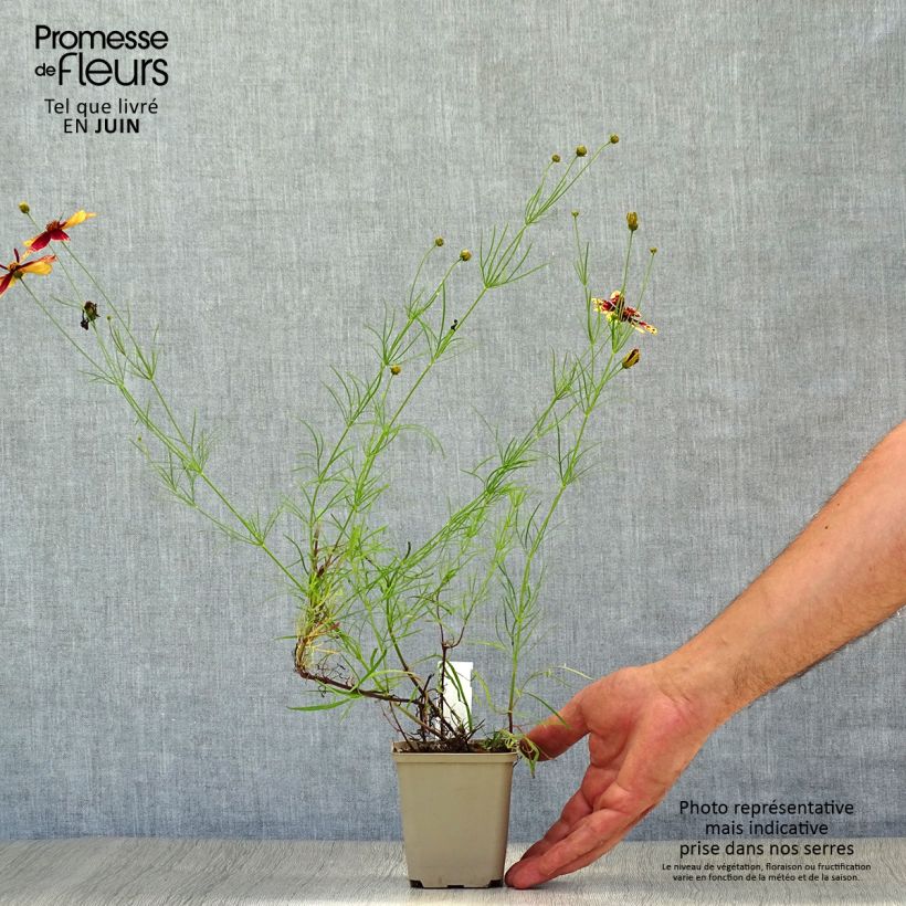 Spécimen de Coreopsis verticillata Route 66 Godet de 8/9 cm tel que livré en été