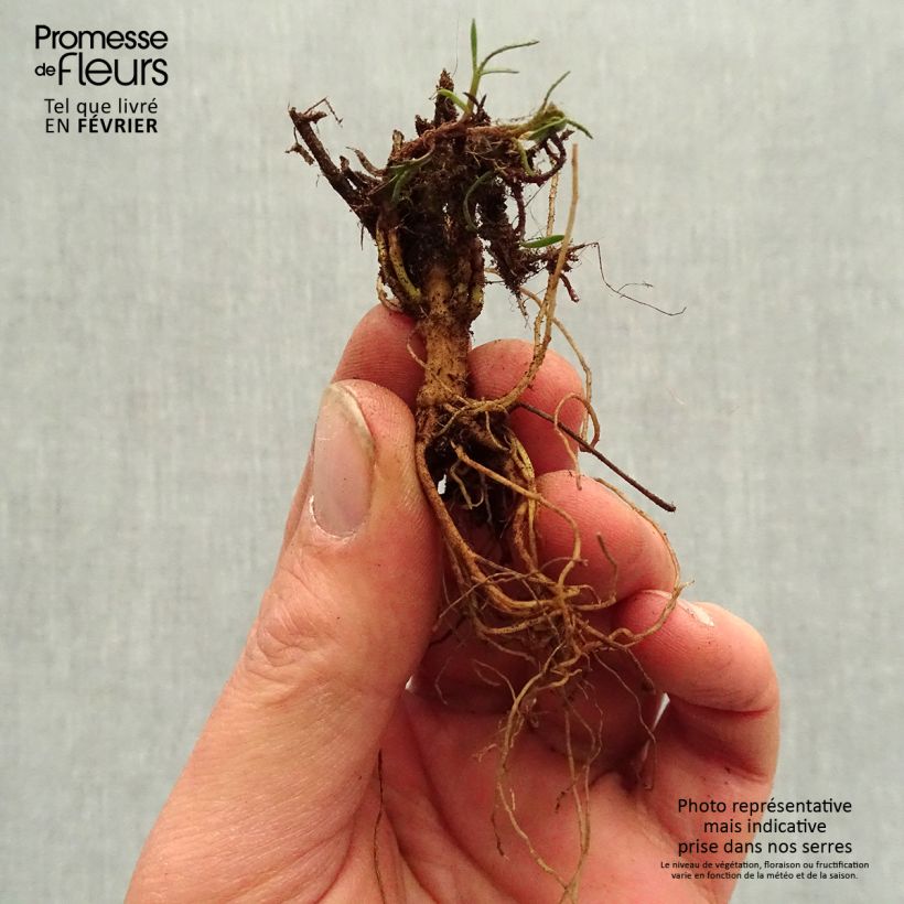 Spécimen de Coreopsis verticillata S&S Curry Up - Coreopsis verticillé Racines nues, qualité premium tel que livré en hiver