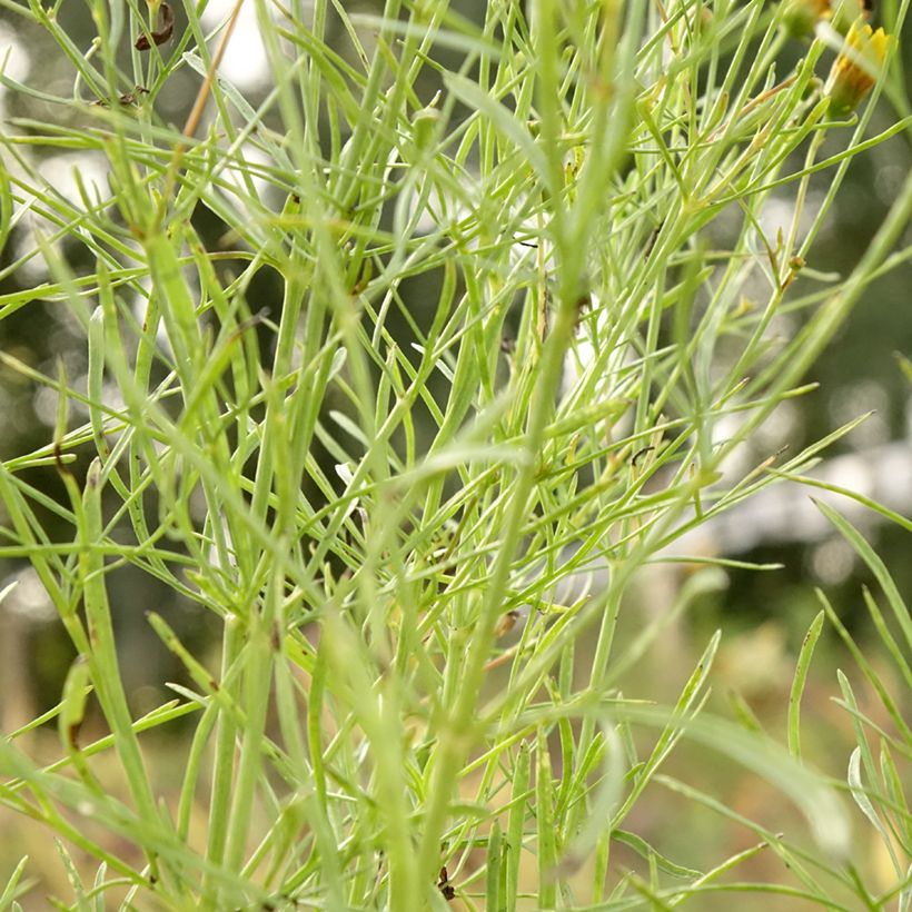Coreopsis verticillata S&S Curry Up - Coreopsis verticillé (Feuillage)
