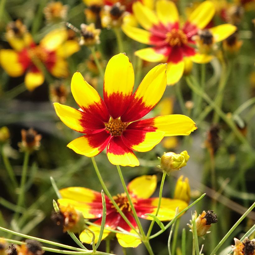 Coreopsis verticillata S&S Curry Up - Coreopsis verticillé (Floraison)