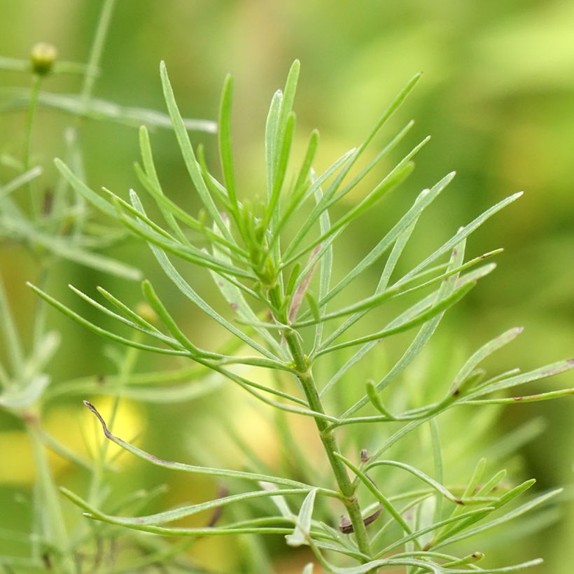 Coreopsis verticillata S&S Sassy Saffron - Coréopsis verticillé (Foliage)