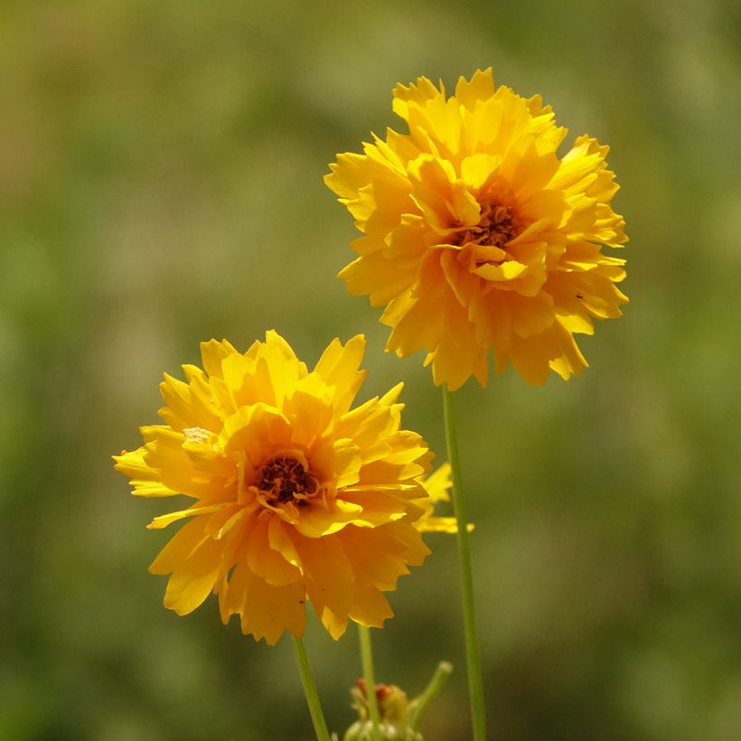 Coreopsis alpinus Early Sunrise (Floraison)