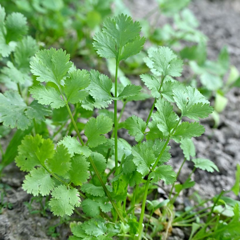 Coriandre cultivée (Foliage)