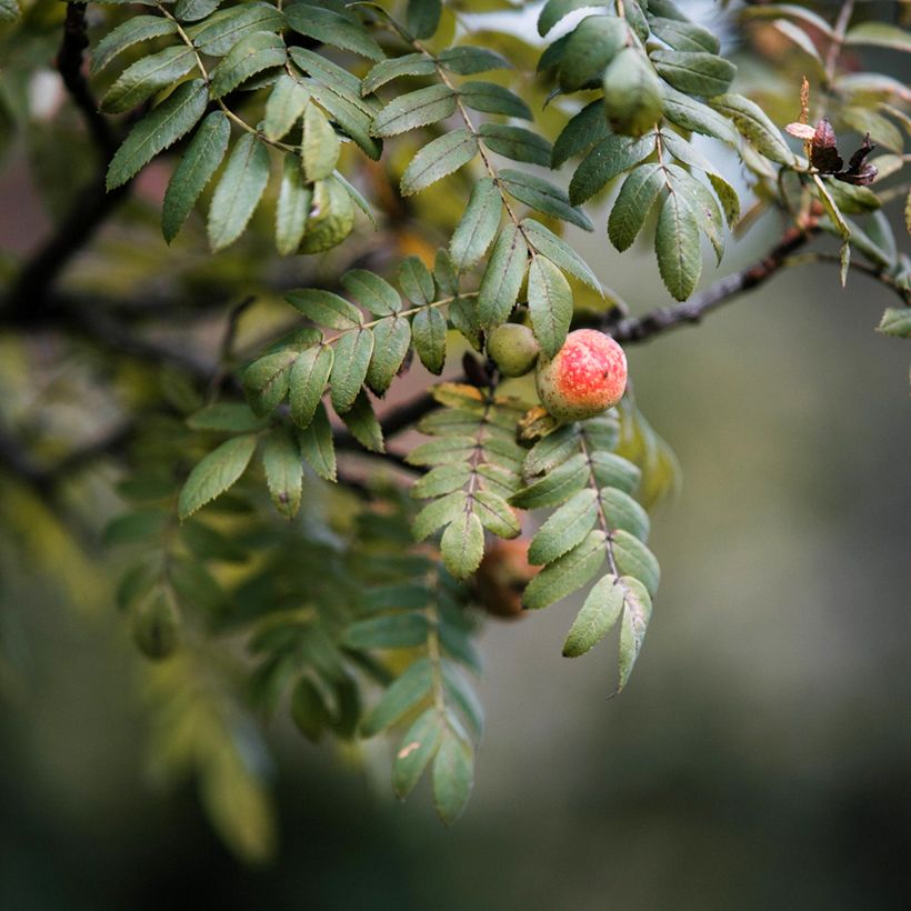 Cormier, Sorbier domestique - Sorbus domestica (Foliage)