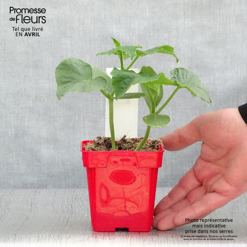 Example of Cornichon Ceto en plant Pot de 10 cm/11cm as you get in printemps