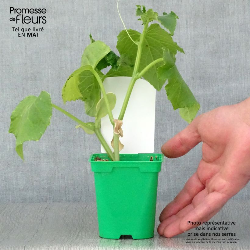Example of Cornichon Szatmar F1 en plants Pot de 10 cm/11cm as you get in printemps