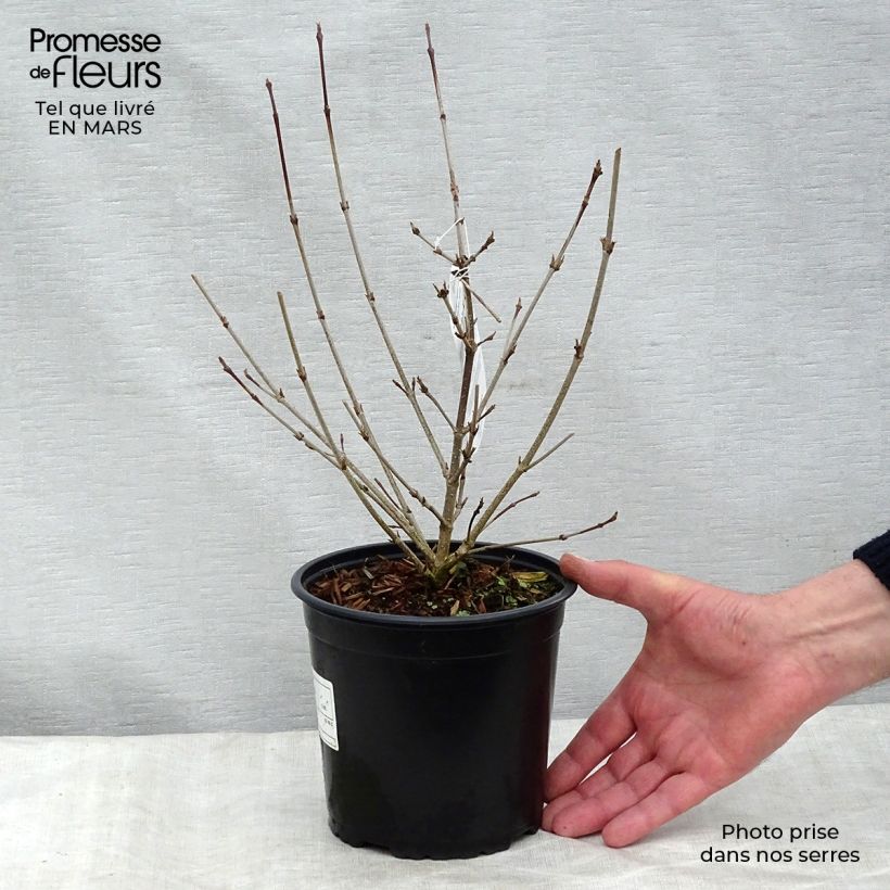 Example of Cornus kousa - Cornouiller du Japon Pot de 2L/3L as you get in printemps