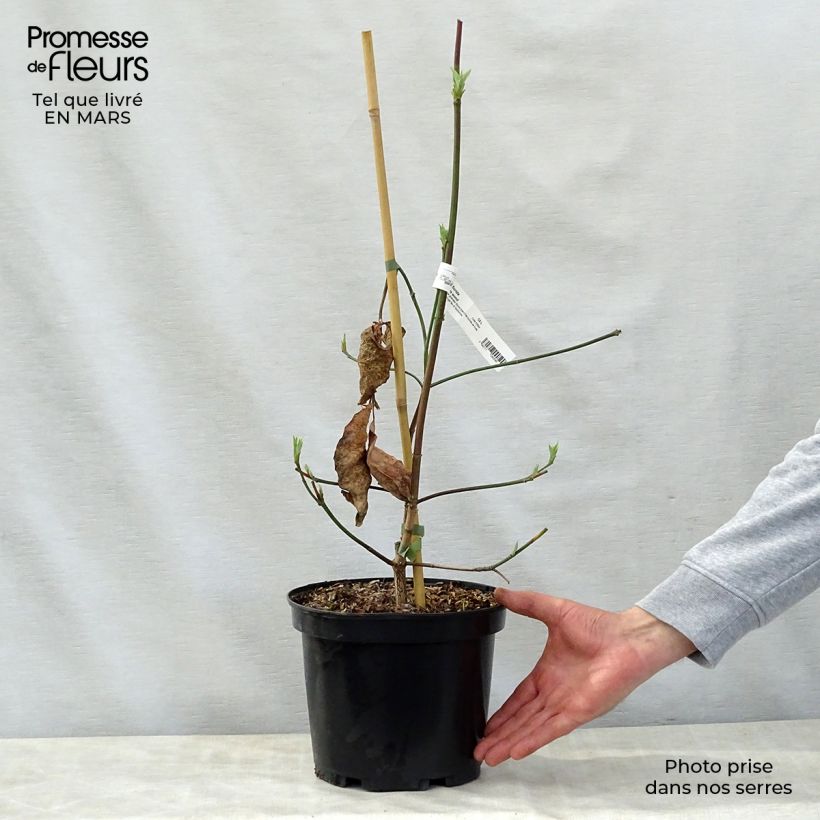 Example of Cornus Eddie's White Wonder - Cornouiller hybride. Pot de 4L/5L as you get in printemps