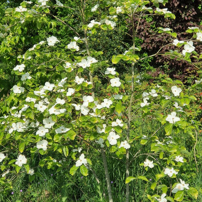 Cornus Eddie's White Wonder - Cornouiller hybride. (Plant habit)